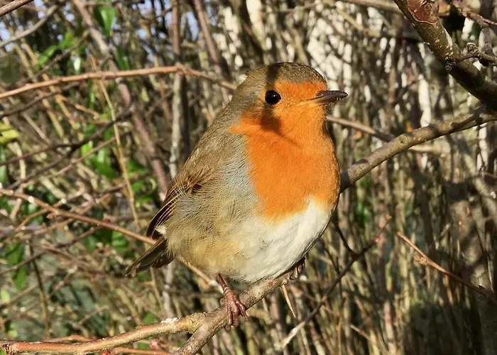 Holiday home La Cabiole Claudon